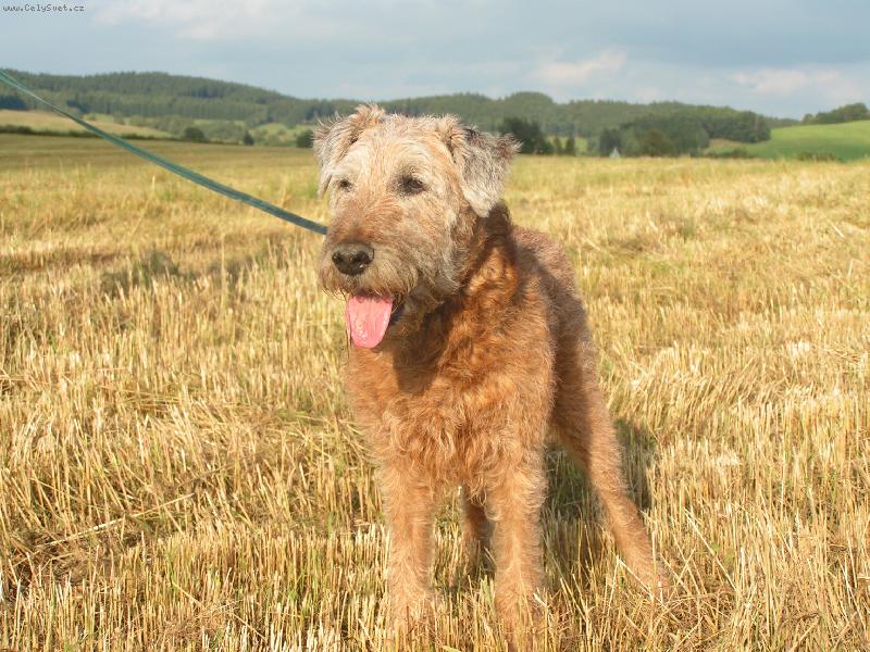 Foto: Bubák z Bezstráně