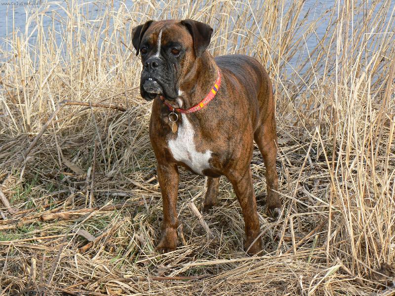 Foto: Blondy v rákosí