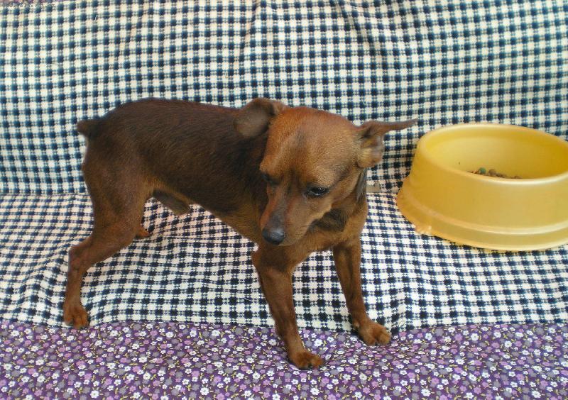 Foto: Srnčí ratlíček