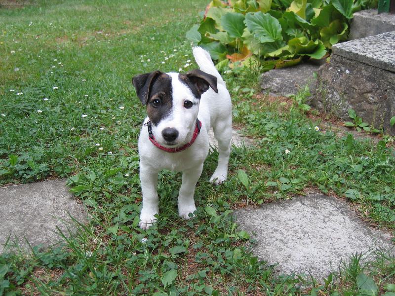 Foto: Annie poprvé na chatě-:)))