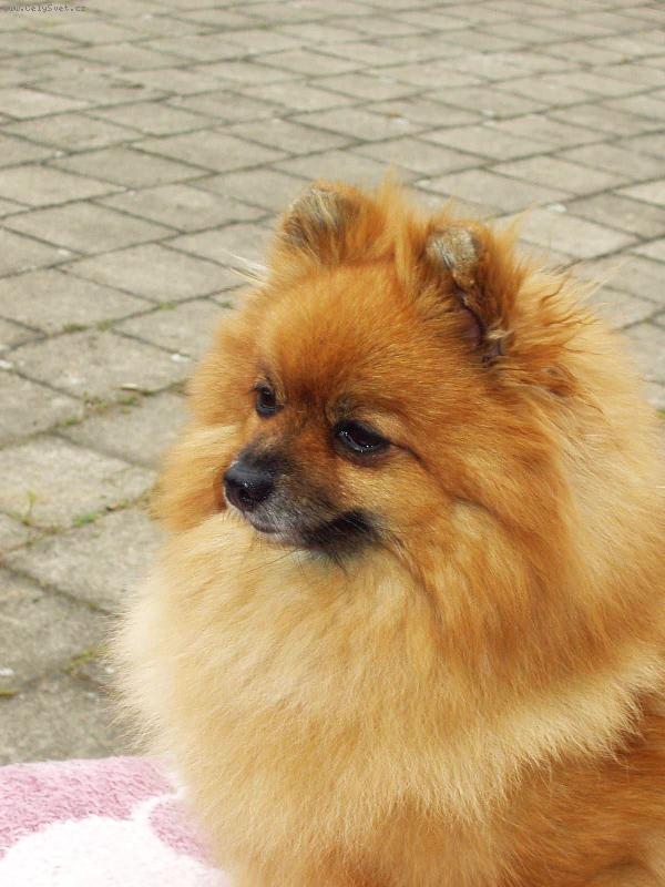 Foto: Německý pic malý - Aissi Sandiré-Aissi Sandiré