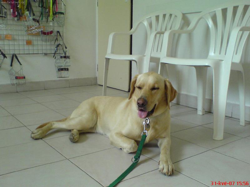 Foto: čekárna-Tady čeká na další serii injekcí...