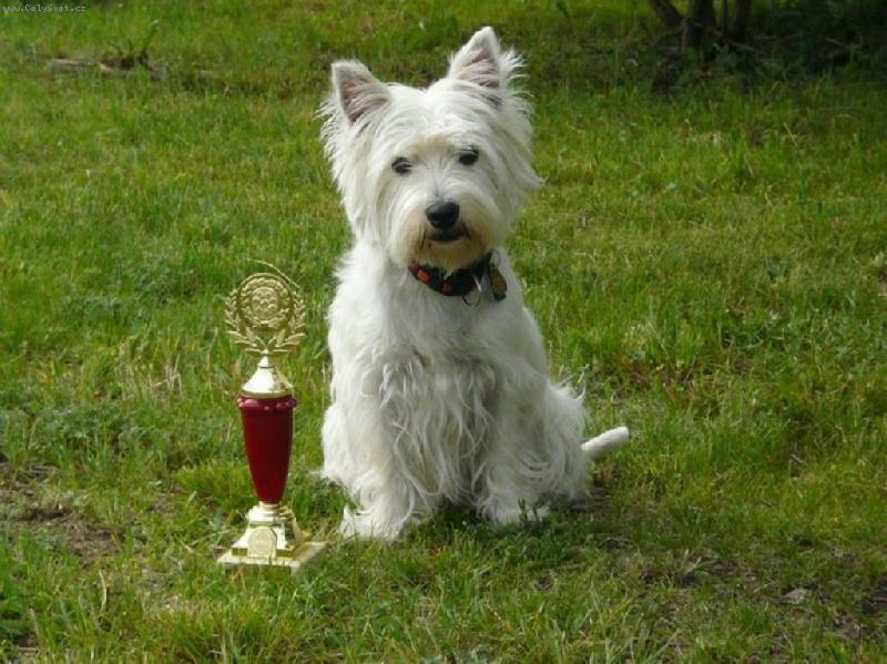 Foto: Meg - 1.místo v psí všestrannosti