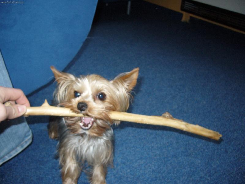 Foto: MIA z Děčína-nedám