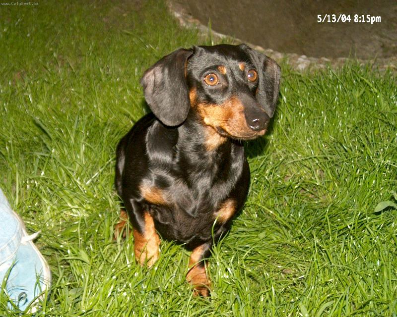 Foto: Barča-pes v trávě