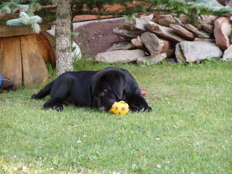 Foto: Štěňátko-Miminko :)