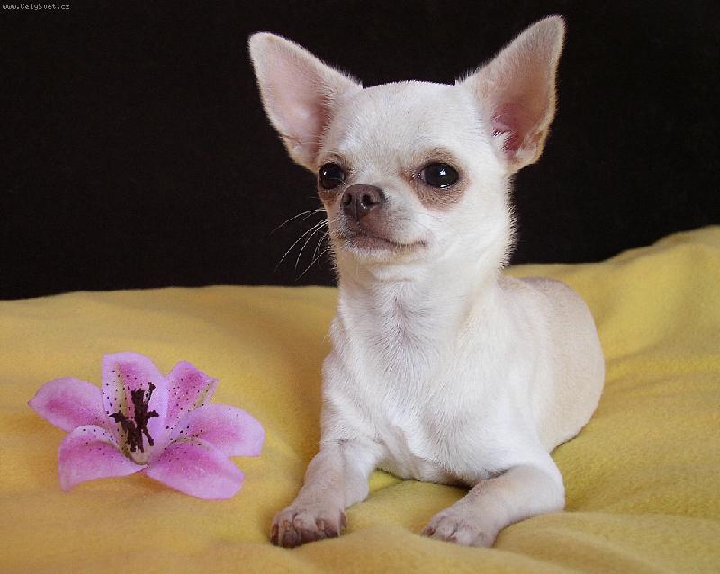 Foto: A Snow Flake Andrax Gold-Vločka 6 mes.