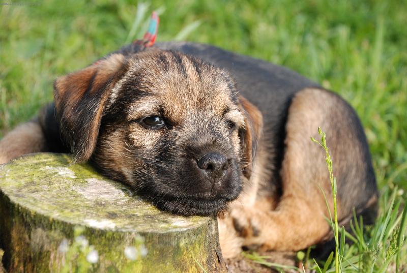 Foto: Argo Horský Lovec