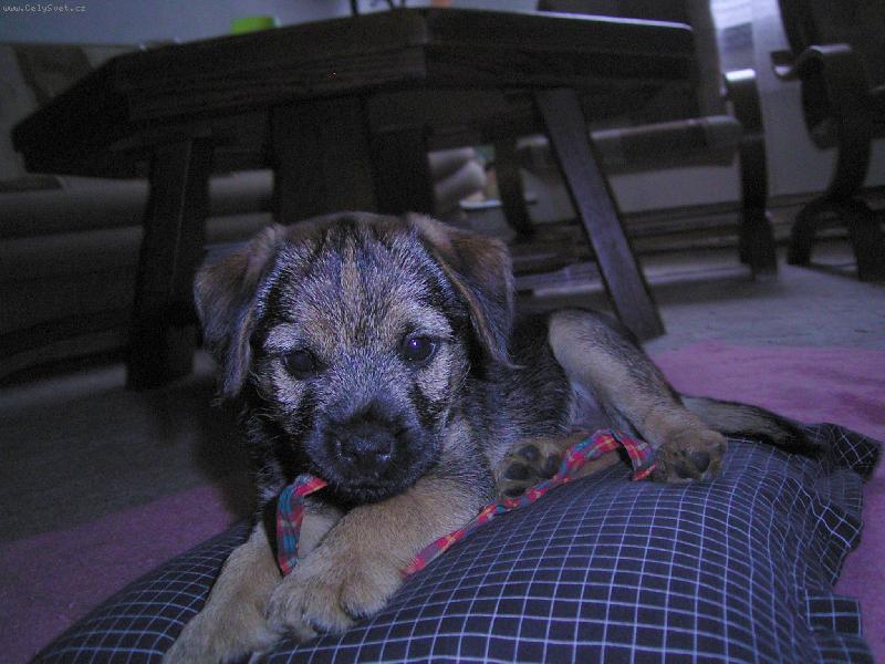 Foto: Argo Horský Lovec