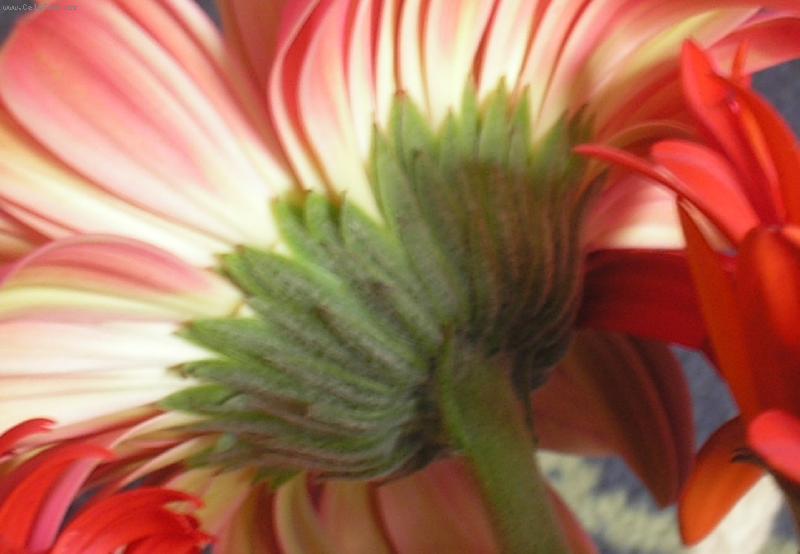Foto: Gerbera-Gerberka