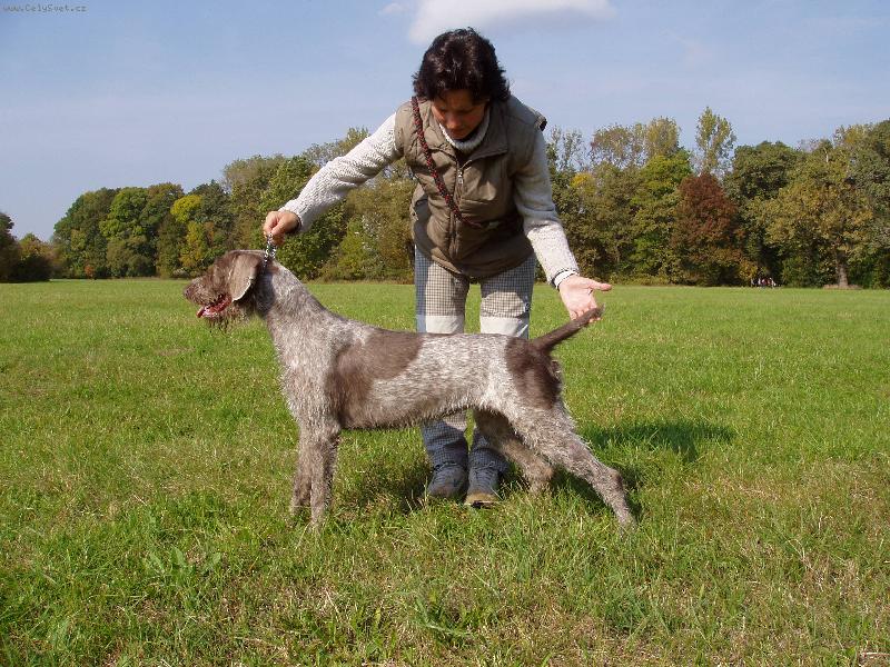 Foto: Slovenský hrubosrstý ohař