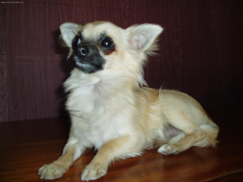 Foto: Jeles - Le od Vydří zátoky