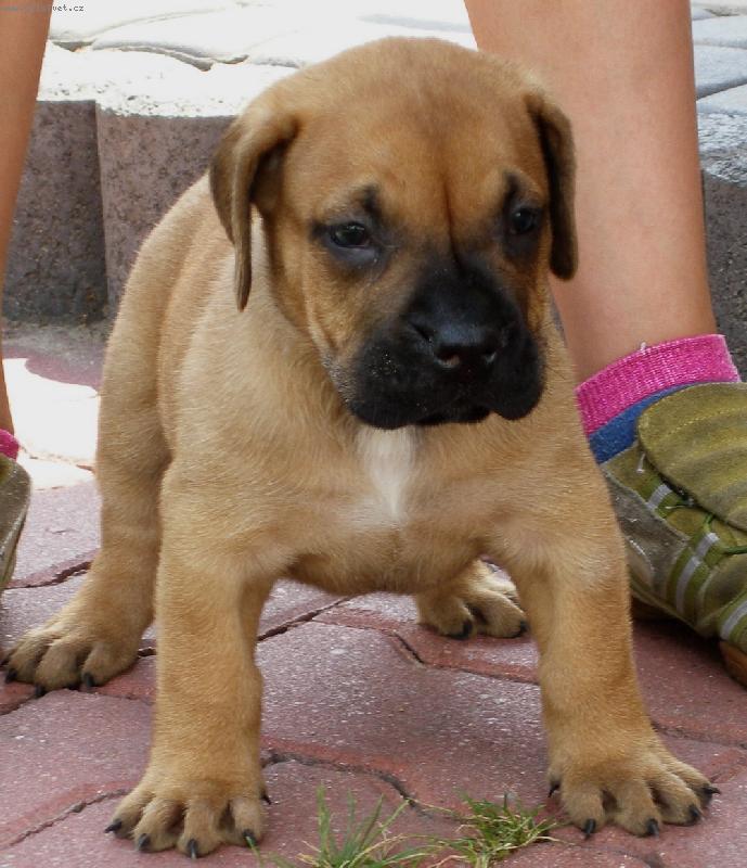 Foto: ISHYA Guanchos-Ishya Guanchos 5 week