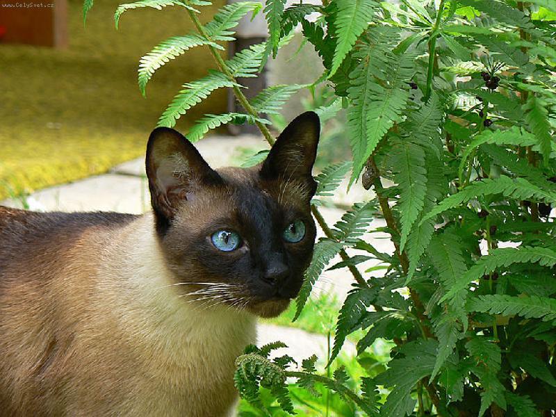 Foto: siamský princ!-siamský princ!