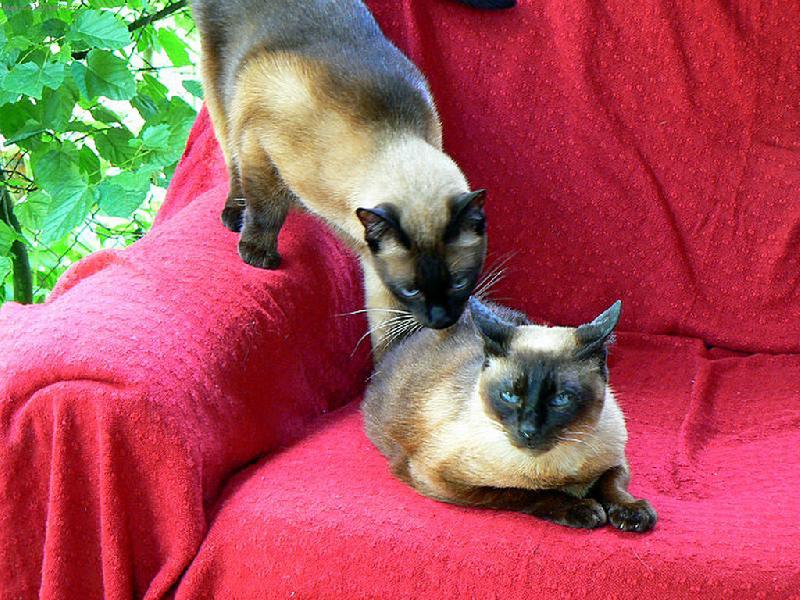 Foto: kočičí miláček-ahoj  mami,můžu za tebou ?