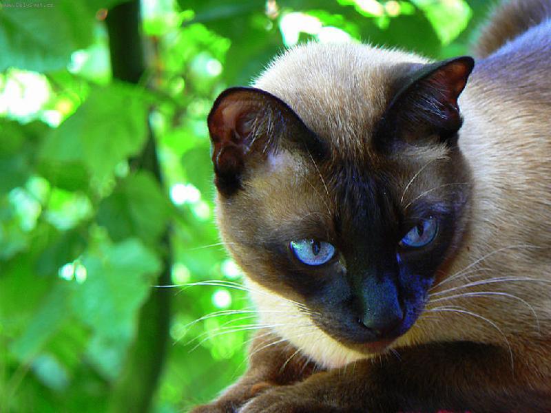 Foto: siamák-siamák