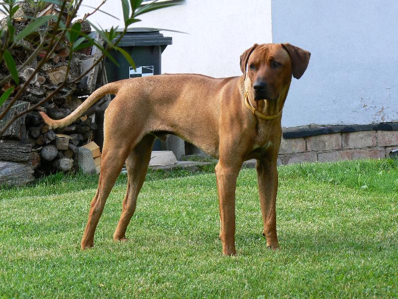 Foto: Zorranek-Zorro doma