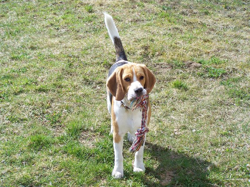 Foto: Harier Bonny-V devíti měsících na prázdninách
