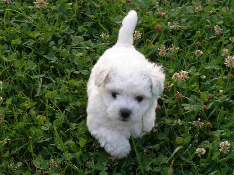 Foto: Caesar Max-běžím