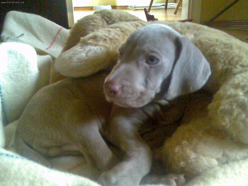 Foto: šestitýdenní miminko-jako u maminky