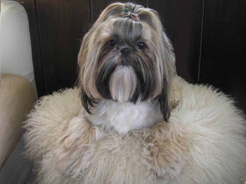 Foto: AISHINKA-roční psí slečna