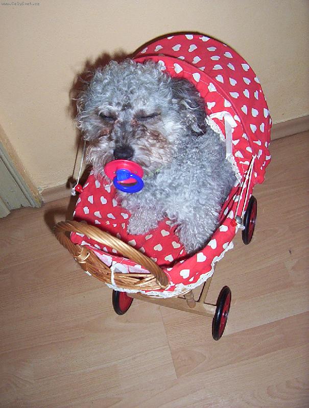 Foto: Barevný boloňský psík-http://hh.liberec.net