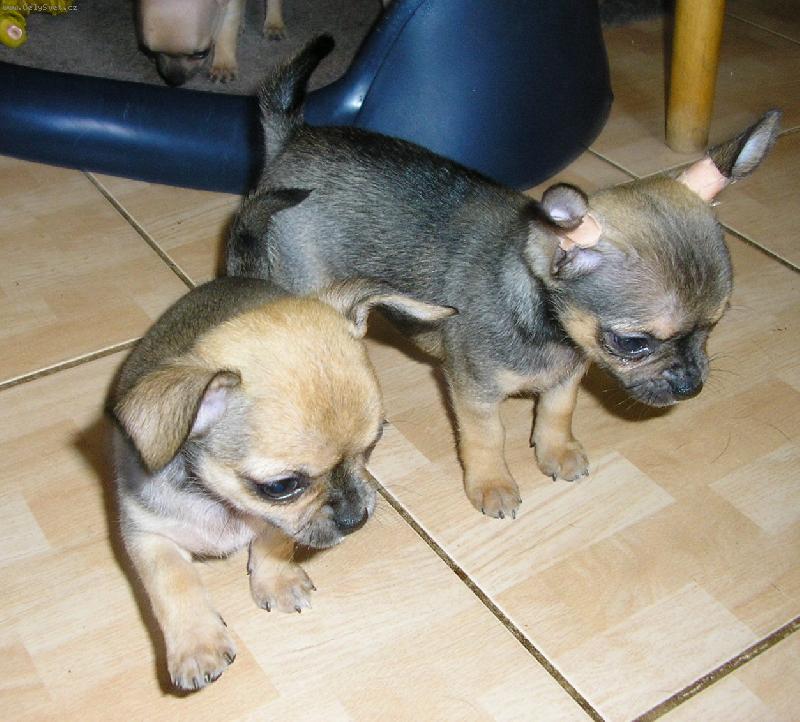 Foto: br�kov� - 7 t�dn�-�ivav� ml�de�