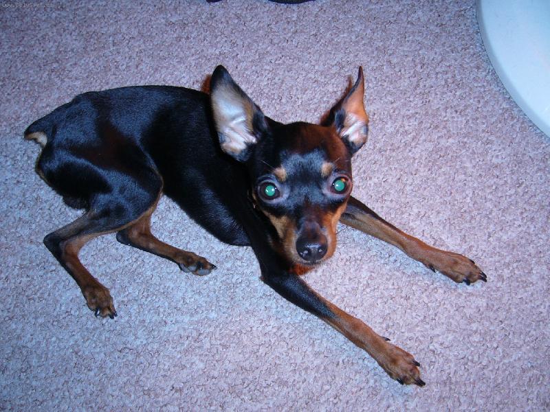 Foto: Rambo-Naš miláček