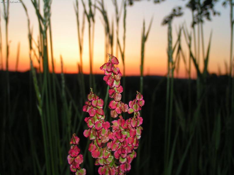 Foto: ovík a obilí...