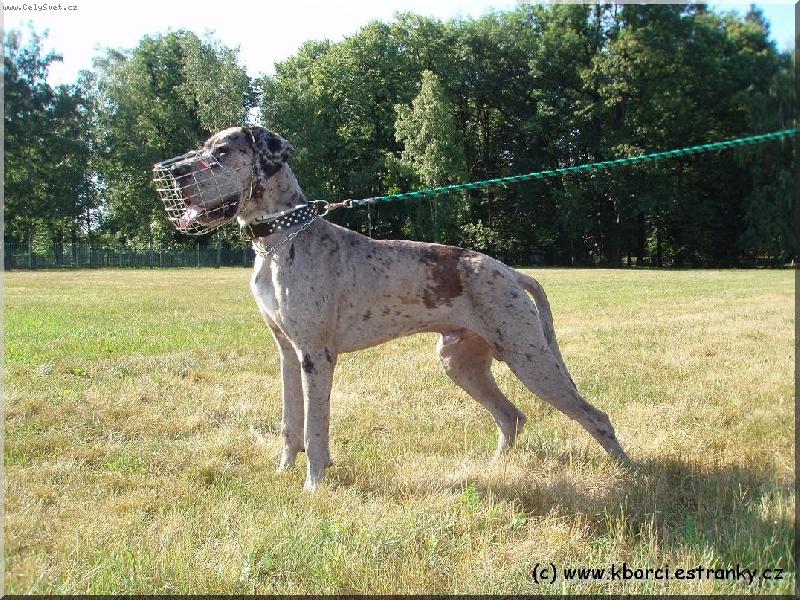 Foto: Jack z Josefovských Bud-Jack 10 - měsíců