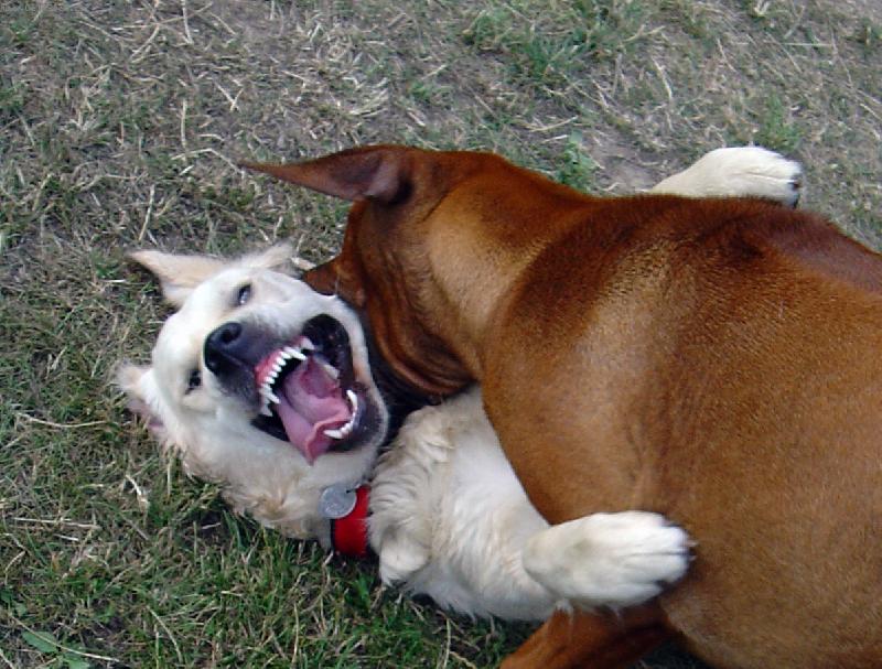 Foto: Hrátky (Bronwyn de Bismilláhi)-Hrátky Bronwy s kamarádkou Mari ... vypadá to dost morbidně