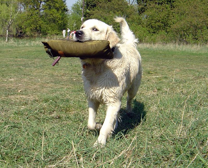 Foto: Aport-zbrusu nový kilový aportík .. uhh to je tíha