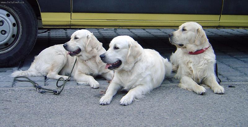 Foto: Bismilláhi smečka-Zleva Brony, Bastien, Amor (de) Bismilláhi