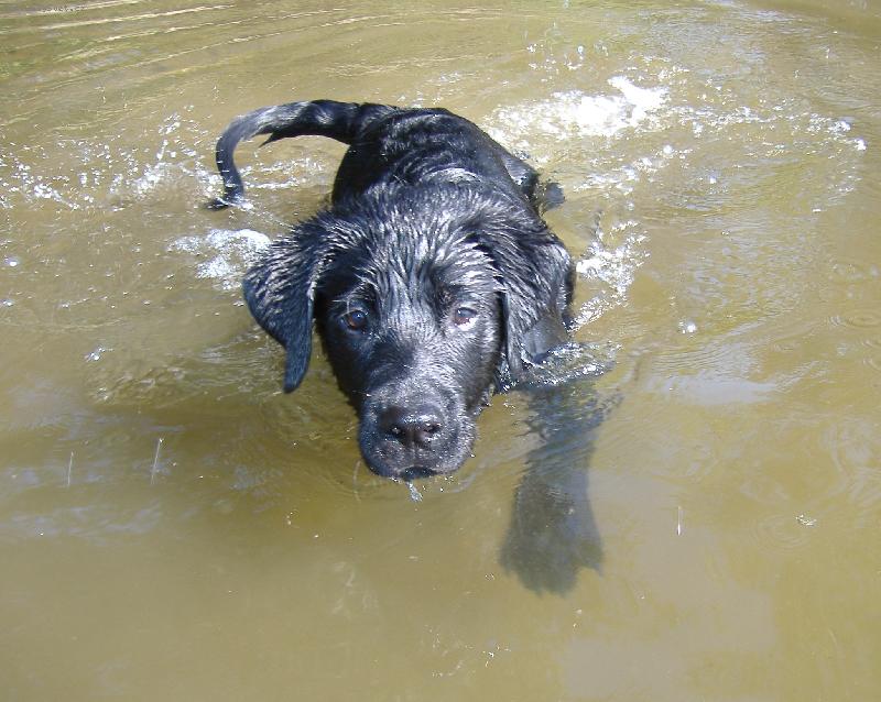 Foto: Sid (4 mesíce - 19,5 kilo)
