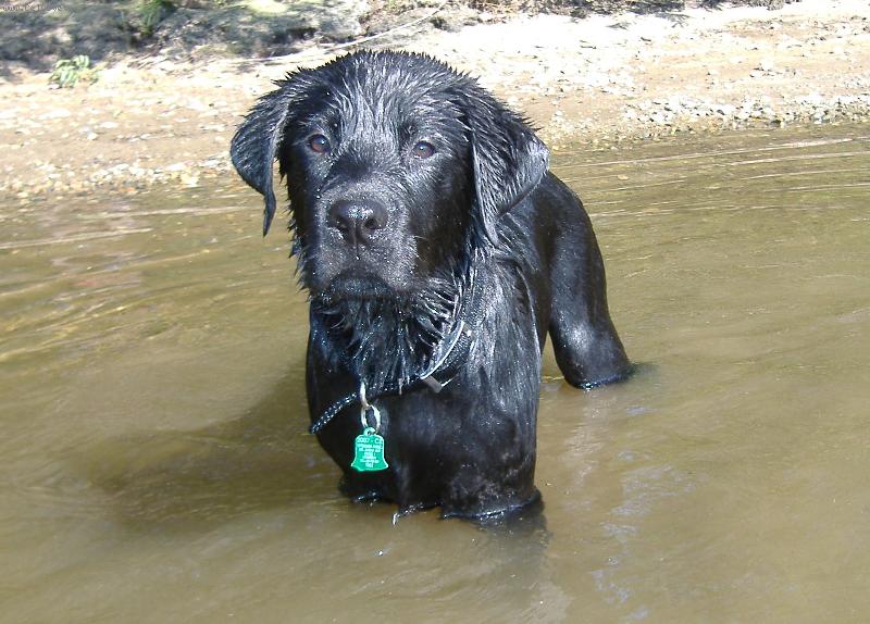 Foto: Sid (4 mesíce - 19,5 kilo)-Na pískovně ...