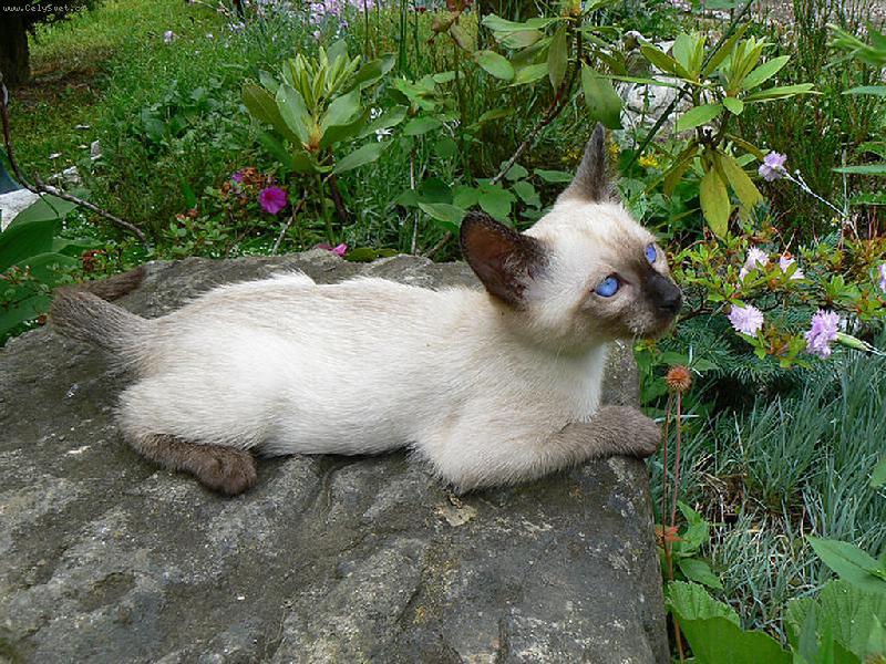 Foto: SIAMSKÉ KOÁTKO-JSEM MALEJ,ALE IKOVNEJ !
