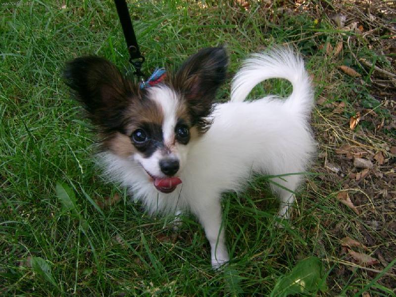 Foto: Bon Voyage Glamour Flying Joy-Bonynka 11.6. na procházce