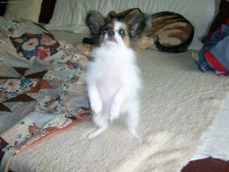 Foto: Bonynka panáčkuje-Bonynka panáčkuje