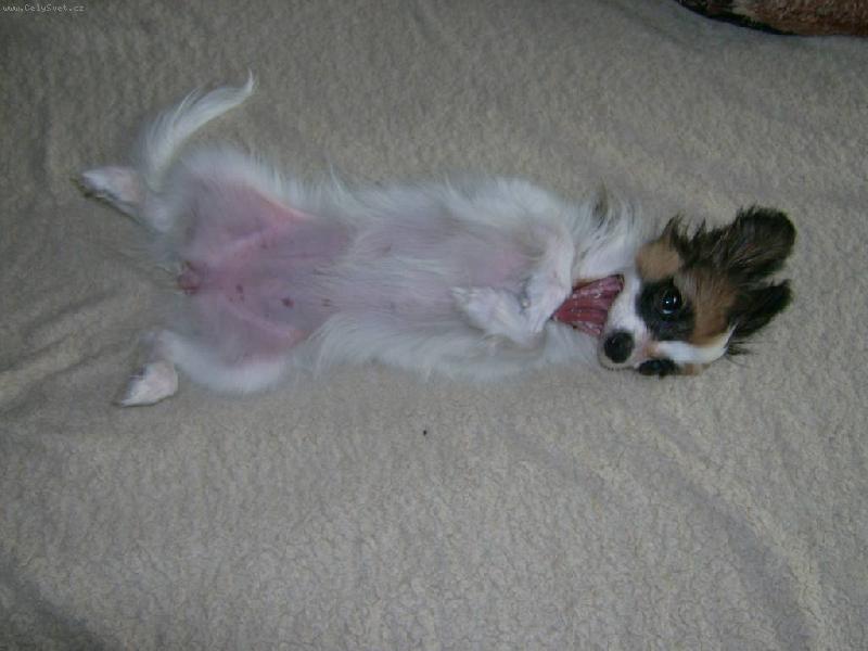 Foto: Bonynka na zádech-Pohoda