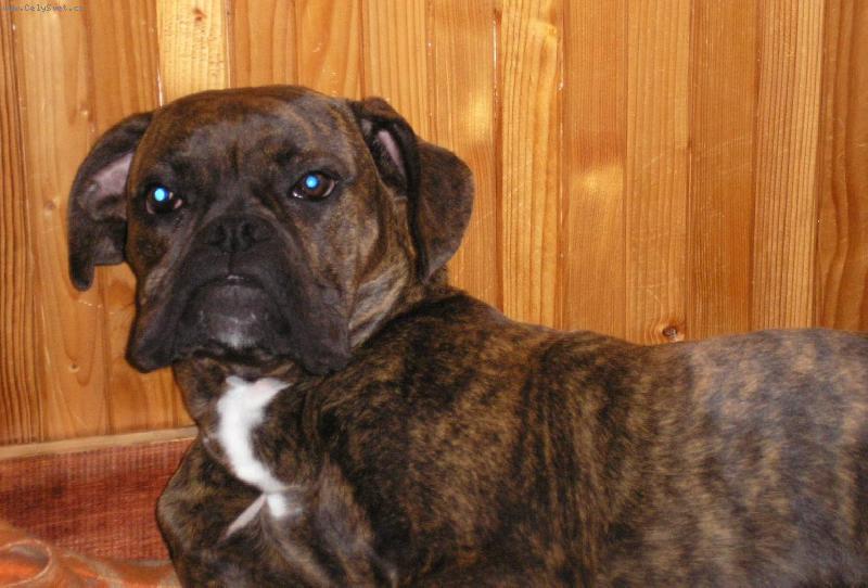 Foto: Muf-Muf odpočívá