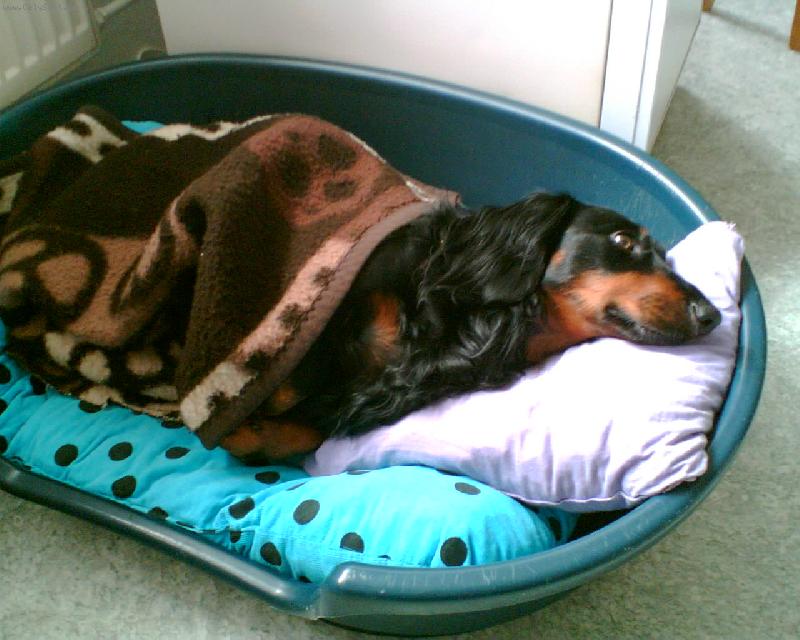 Foto: Jeff ze Štěkotu-Dobrou noc.