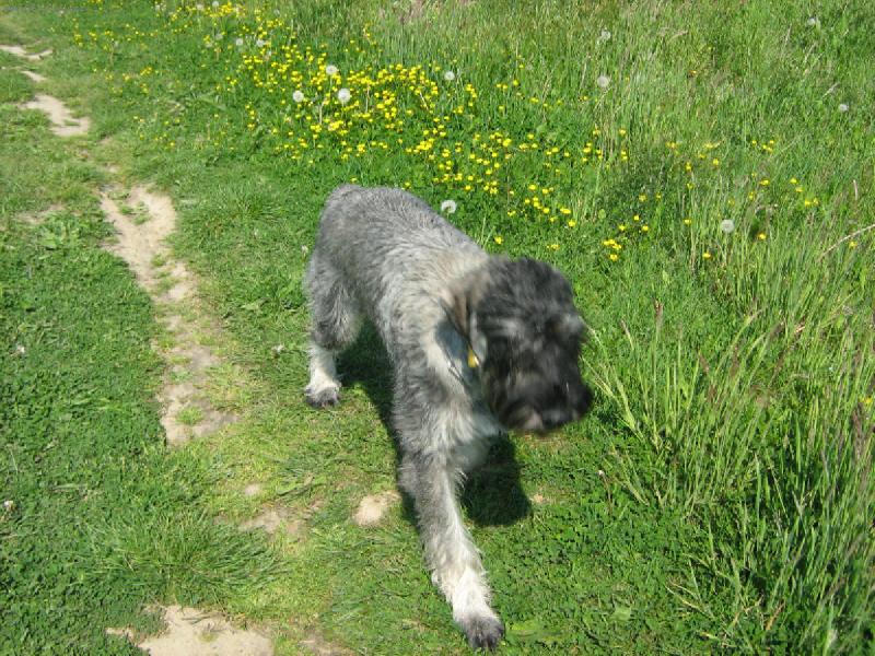 Foto: Cassandra Chov Pauli-Na procházce