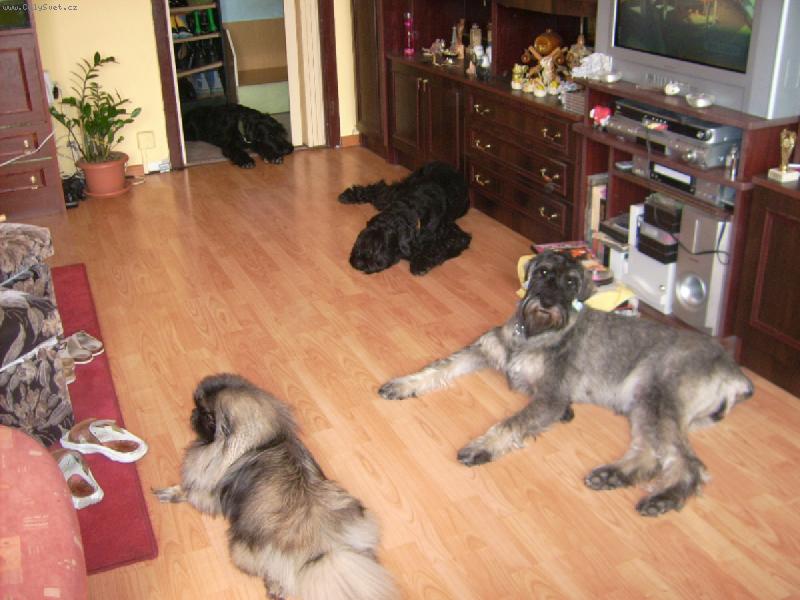 Foto: Knírači a pekinéz-Je nás hodně,ale všichni se máme rádi