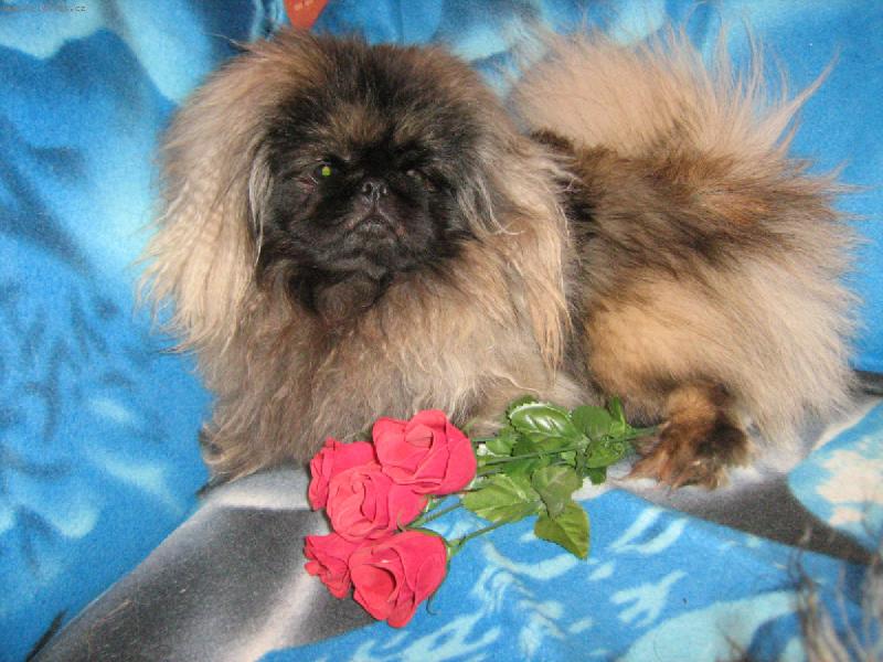 Foto: Bodie Onyxový diadém-Jsem frajer!