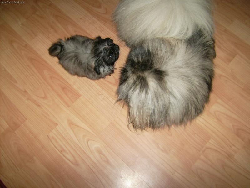 Foto: Bodie a Addie Plavá růže-Já nejsem tvoje máma?!