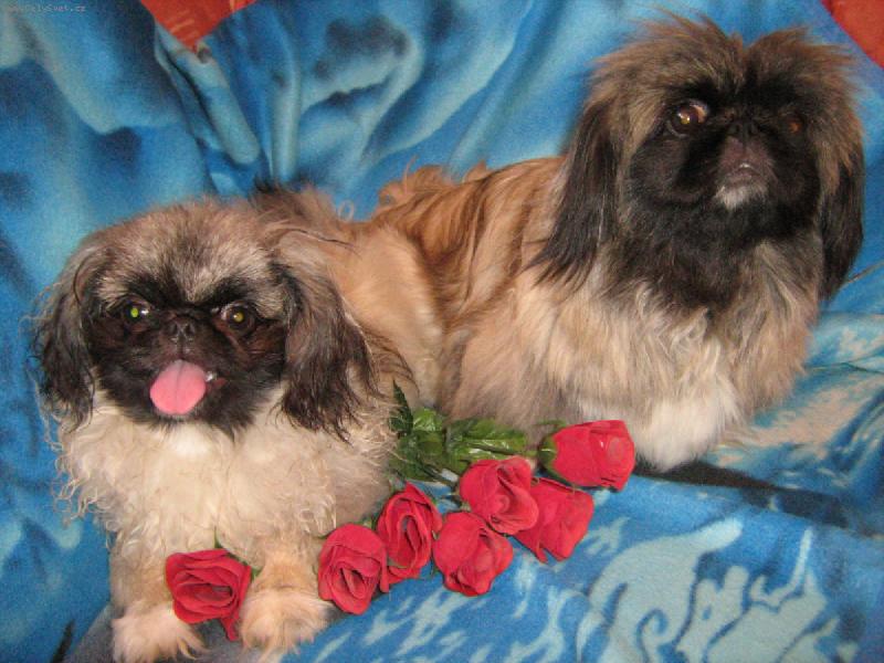 Foto: Comtessa Lotty z Usedlosti Újezdec a Addie Plavá růže-matka a syn