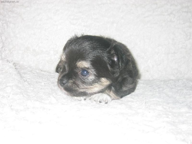 Foto: Pěknej lumpíček