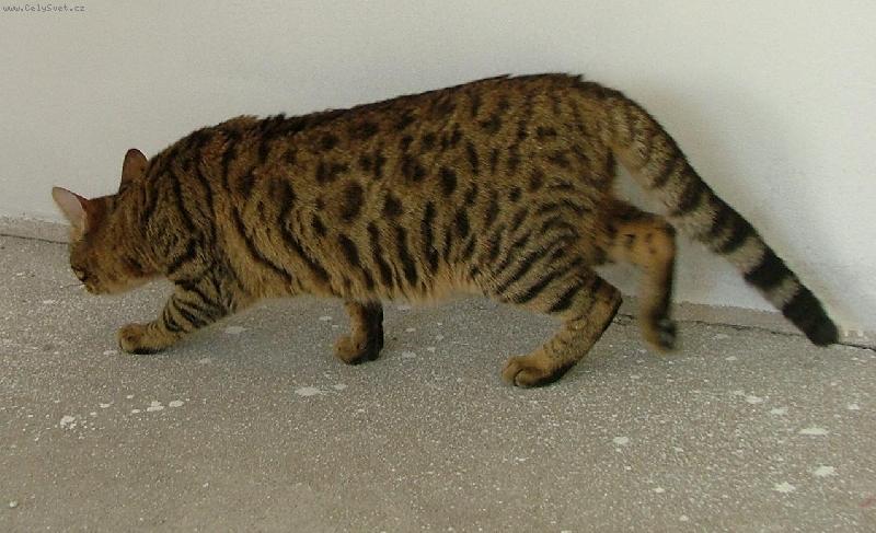 Foto: Savanová kočka Blossom (F4)