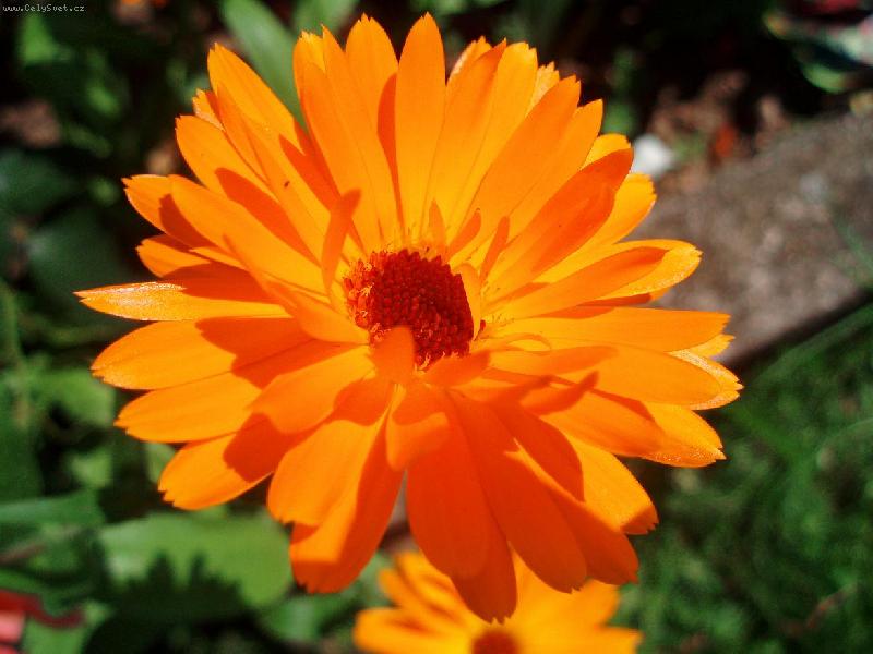 Foto: měsíček lékařský