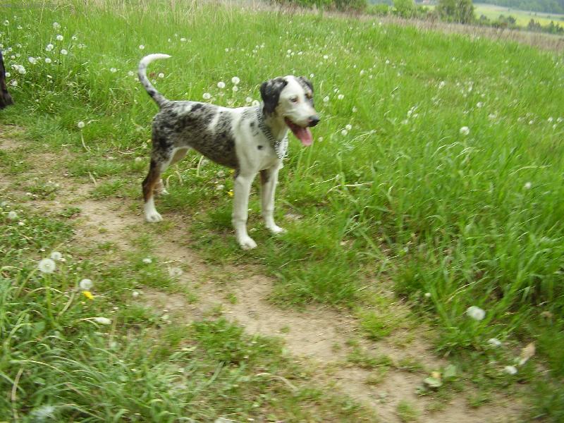 Foto: Arsa Araraquara